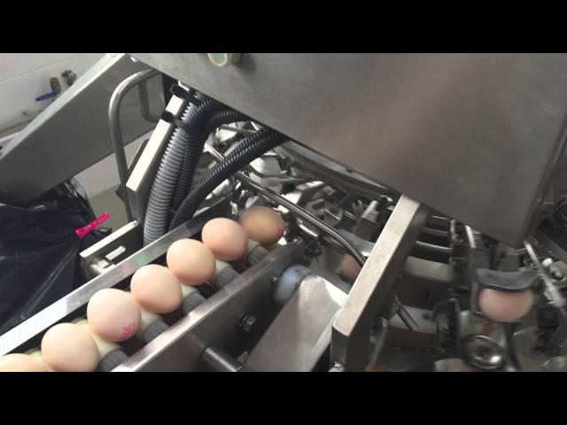 Breaking Eggs, Breaking Records: Innovative Cracking Machines